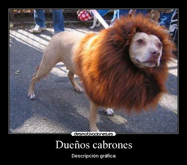 Dueños cabrones -