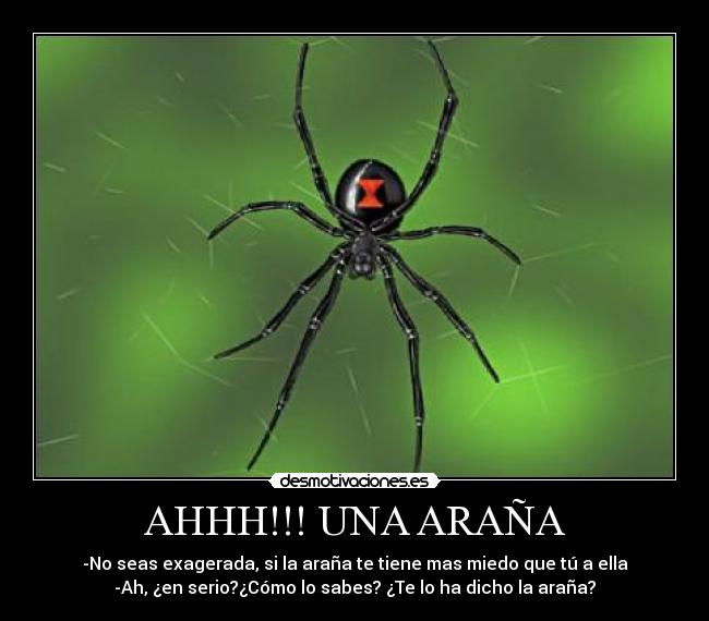 AHHH!!! UNA ARAÑA -
