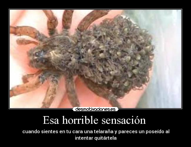Esa horrible sensación  - cuando sientes en tu cara una telaraña y pareces un poseído al intentar quitártela