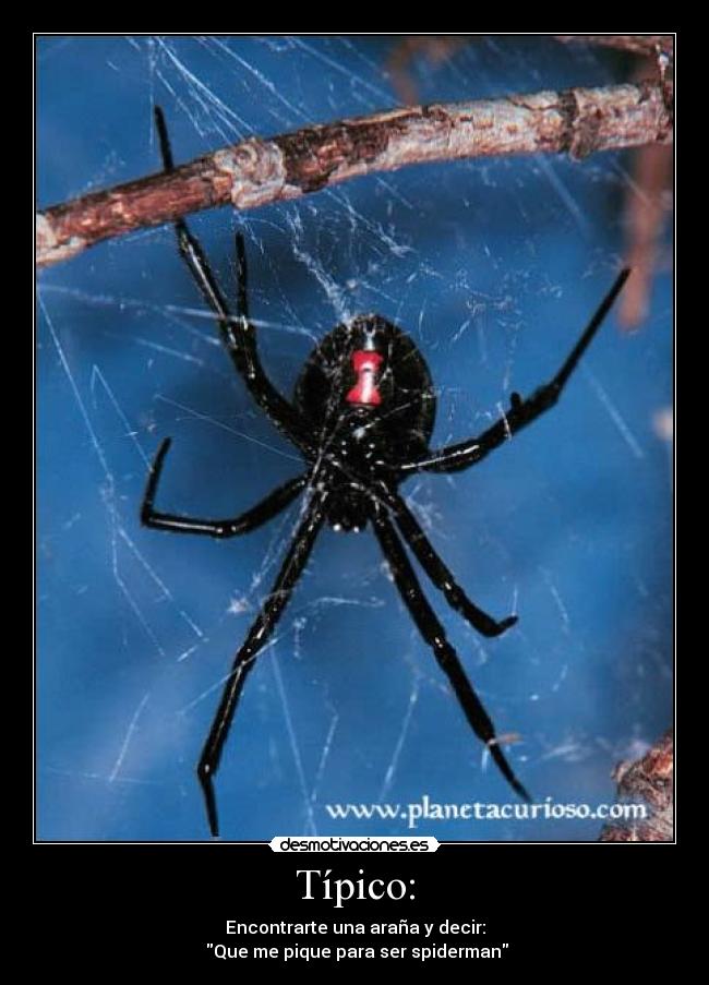Típico: - Encontrarte una araña y decir:
Que me pique para ser spiderman