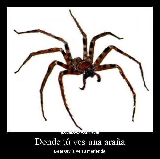 Donde tú ves una araña - Bear Grylls ve su merienda.