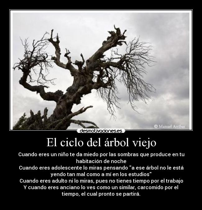 El ciclo del árbol viejo - Cuando eres un niño te da miedo por las sombras que produce en tu
habitación de noche
Cuando eres adolescente lo miras pensando a ese árbol no le está
yendo tan mal como a mí en los estudios
Cuando eres adulto ni lo miras, pues no tienes tiempo por el trabajo
Y cuando eres anciano lo ves como un similar, carcomido por el
tiempo, el cual pronto se partirá.