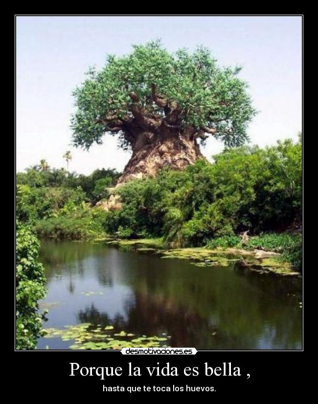 Porque la vida es bella , - 
