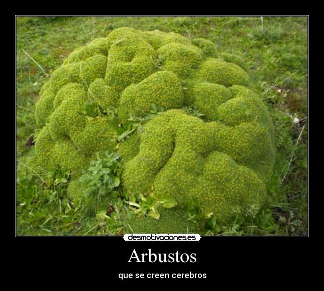 Arbustos - 