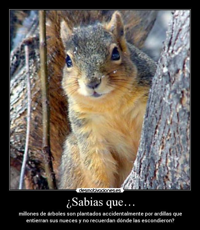 ¿Sabias que… -