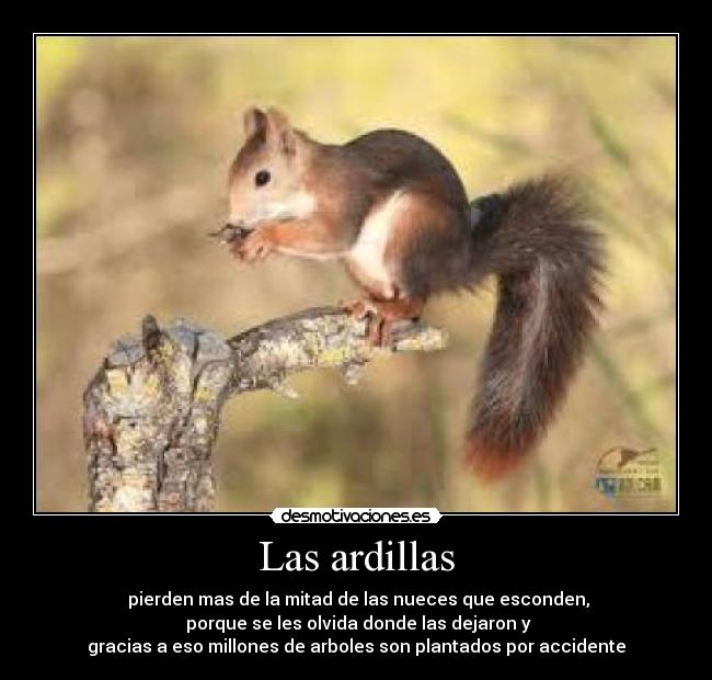 Las ardillas -