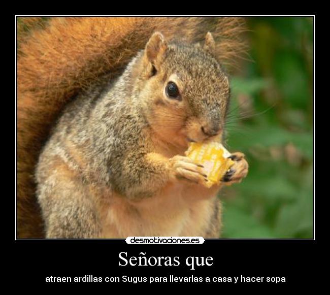 carteles senoras ardillas sugus desmotivaciones