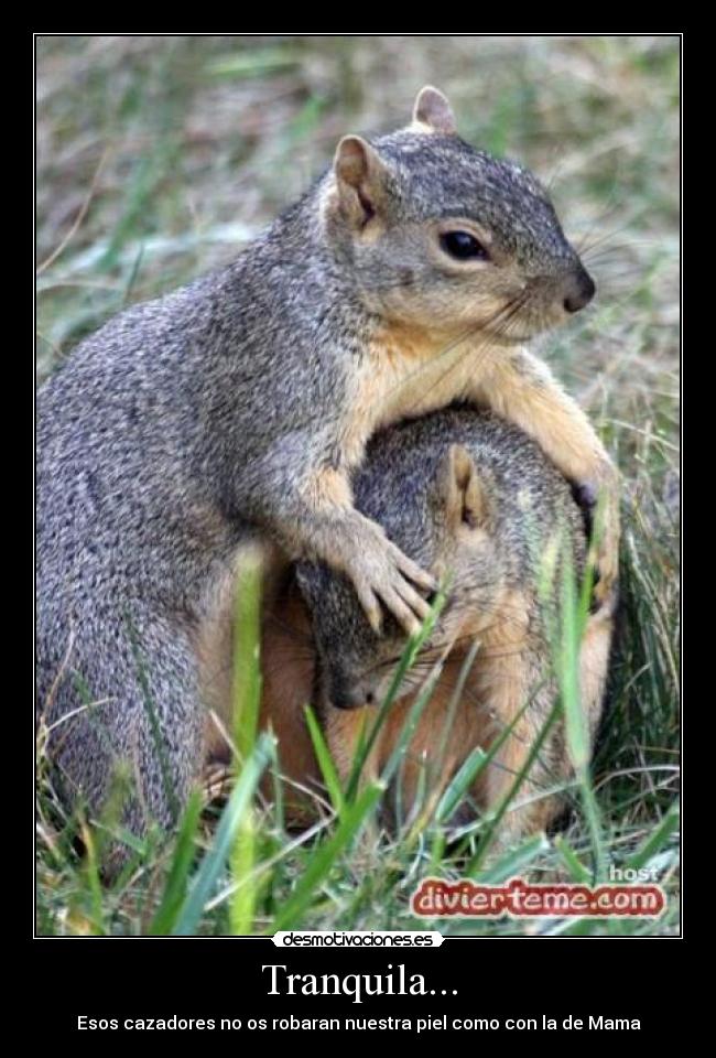 Tranquila... - Esos cazadores no os robaran nuestra piel como con la de Mama