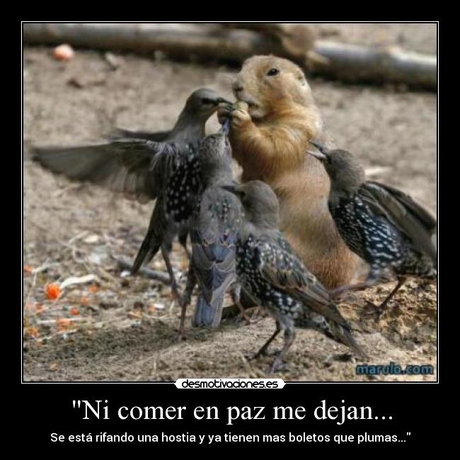 Ni comer en paz me dejan... -