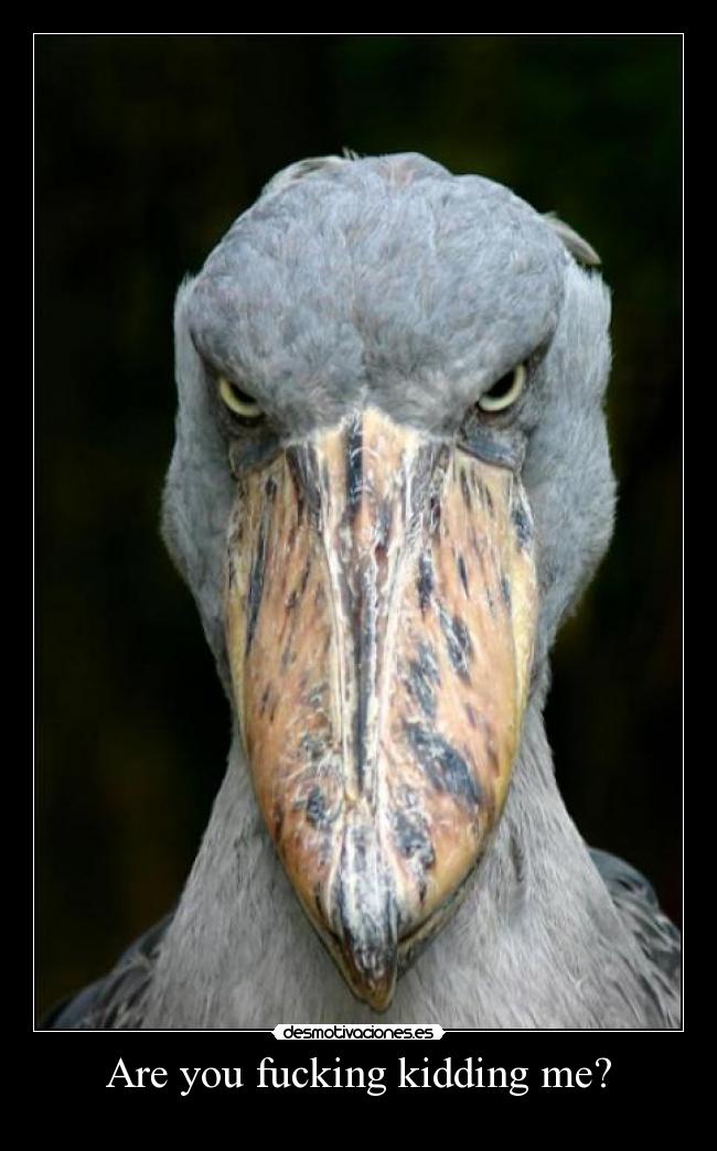 Are you fucking kidding me? -