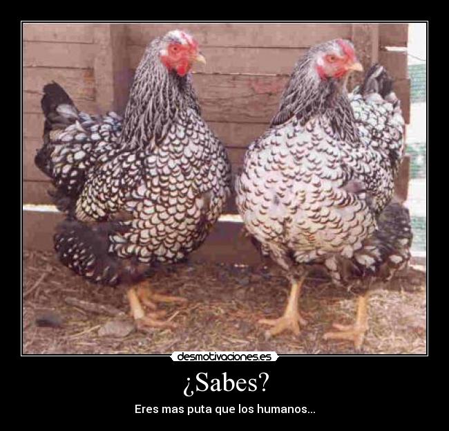¿Sabes? - 