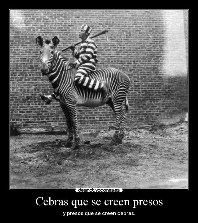 Cebras que se creen presos - 