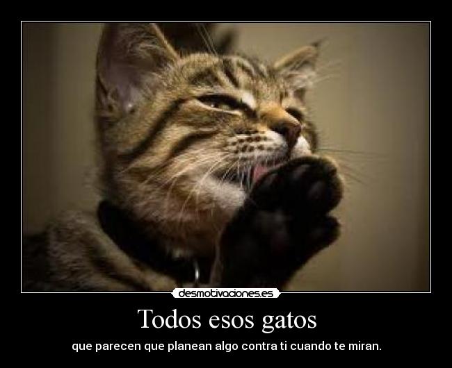 Todos esos gatos - que parecen que planean algo contra ti cuando te miran.