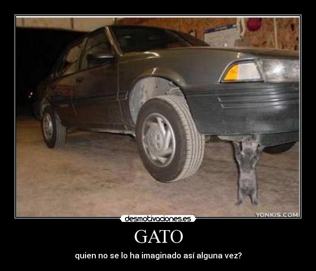 GATO - 