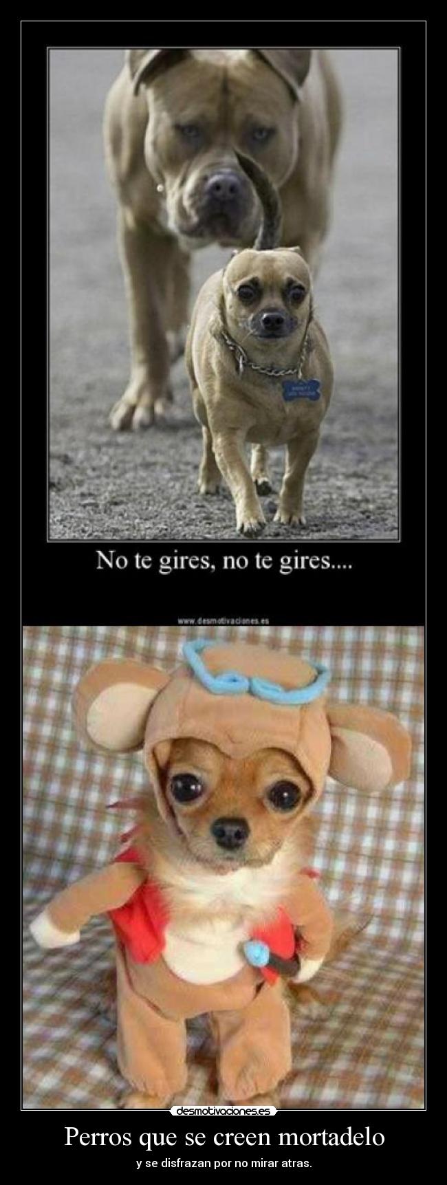 Perros que se creen mortadelo - y se disfrazan por no mirar atras.