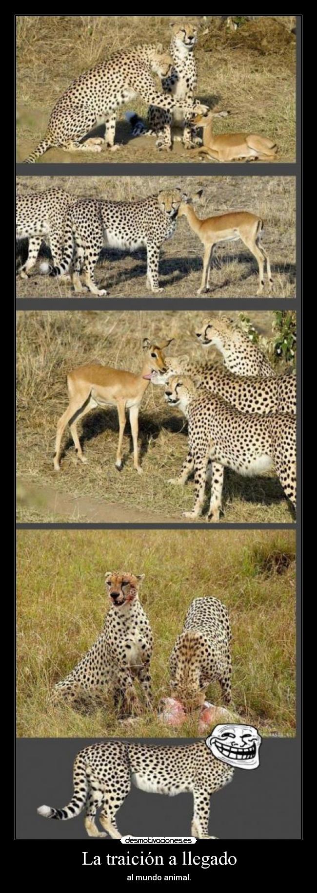 La traición a llegado - al mundo animal.