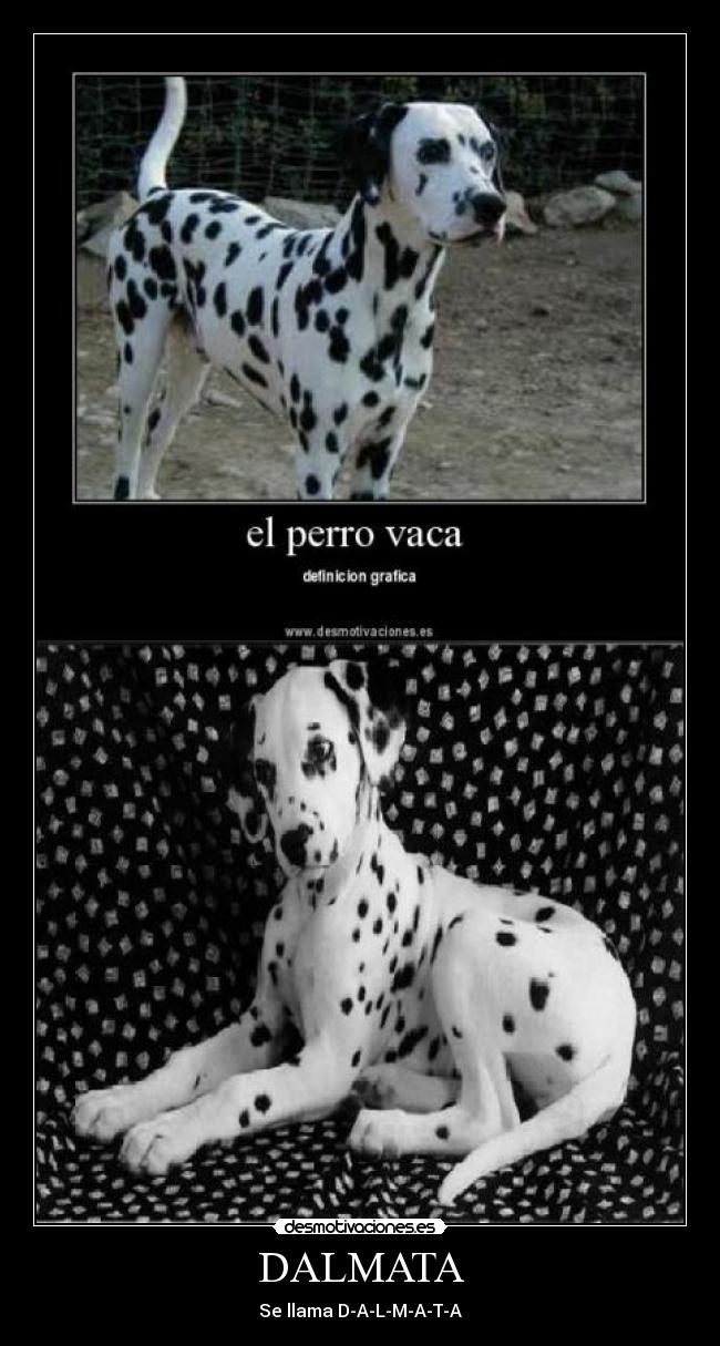 DALMATA - 