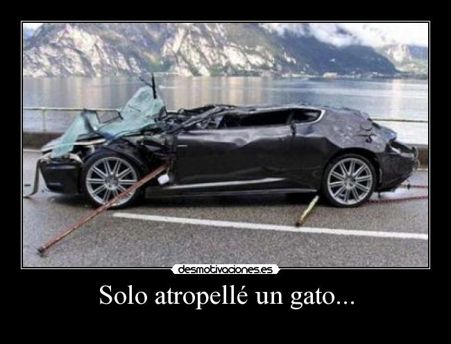 Solo atropellé un gato... -