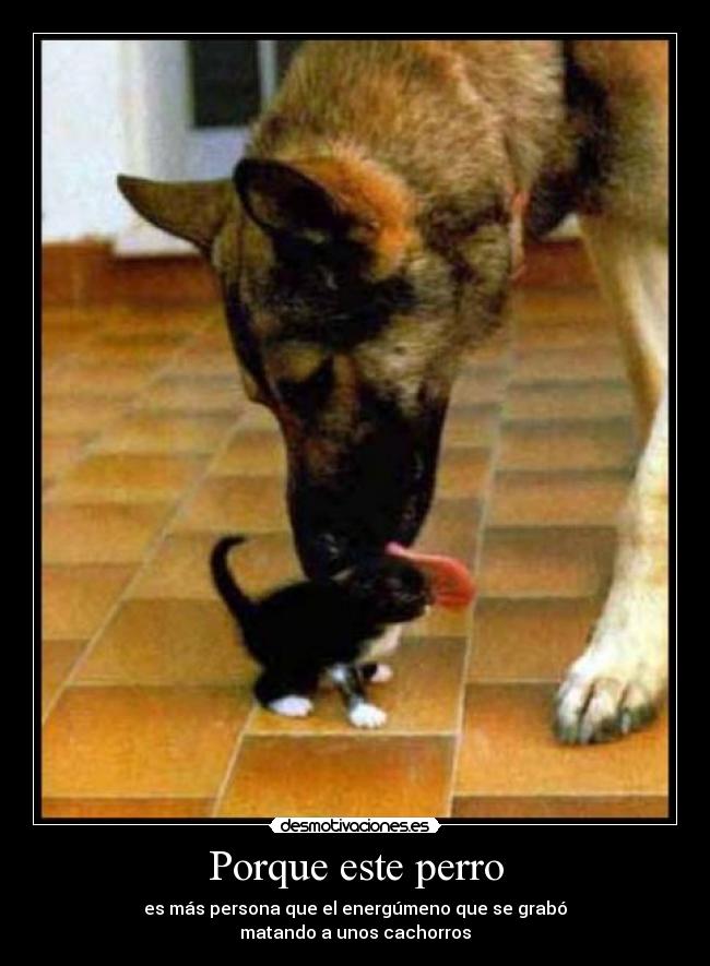 Porque este perro -