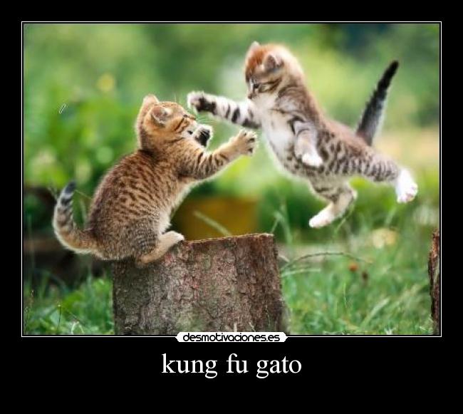 kung fu gato -