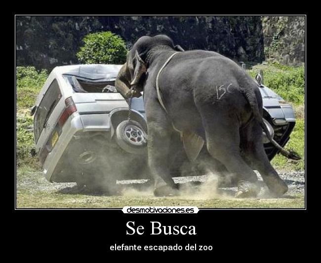 Se Busca - 