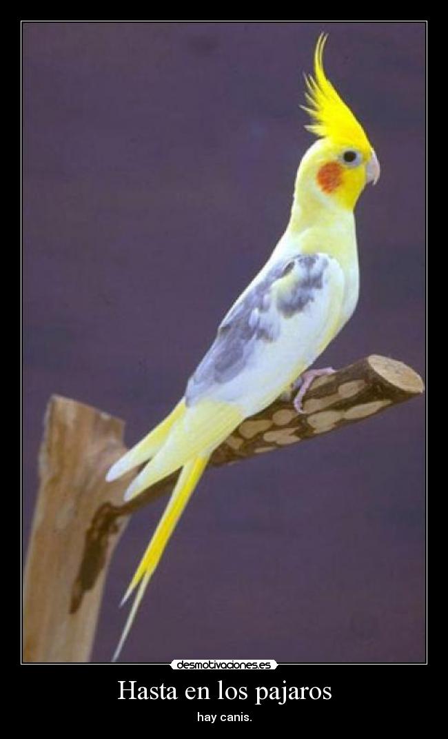 Hasta en los pajaros - hay canis.