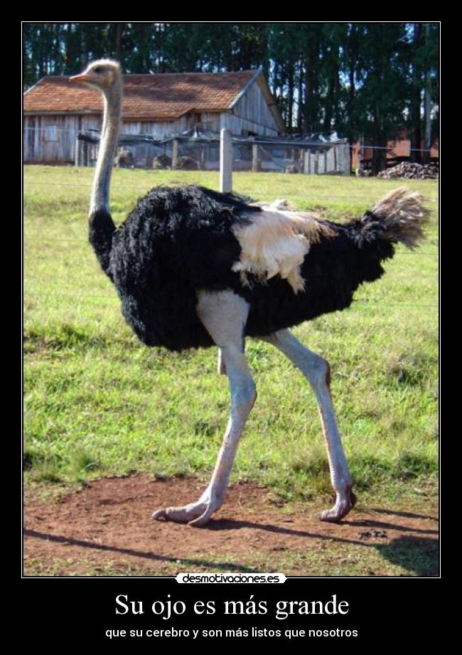 Su ojo es más grande - que su cerebro y son más listos que nosotros