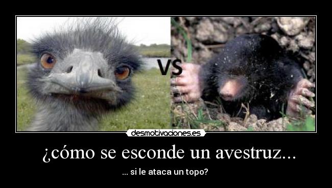 ¿cómo se esconde un avestruz... - ... si le ataca un topo?
