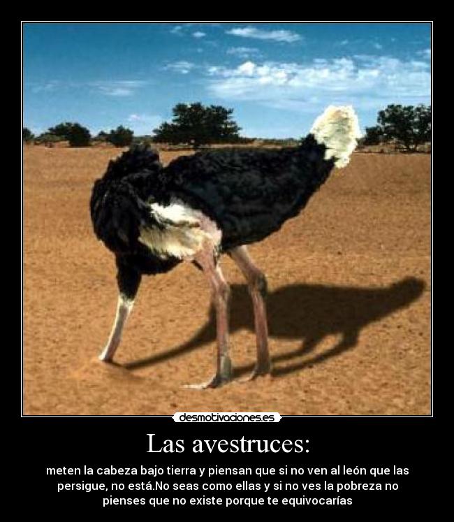 Las avestruces: - 