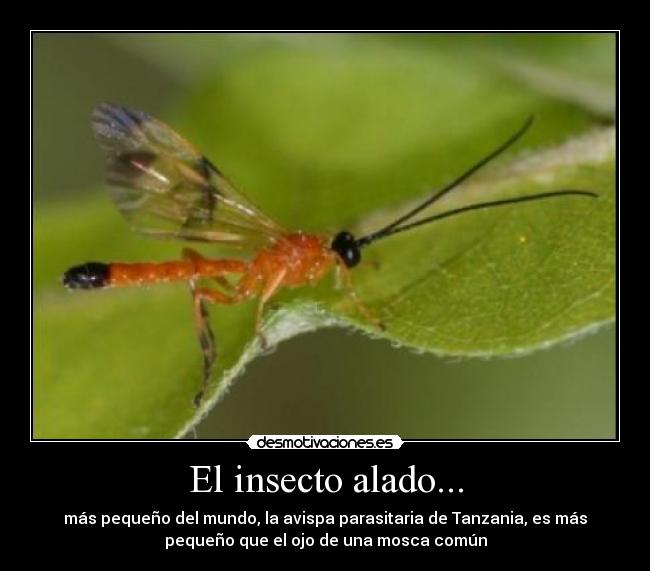 carteles antoniogachero desmotivaciones