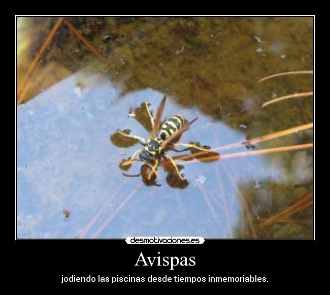 Avispas - jodiendo las piscinas desde tiempos inmemoriables.