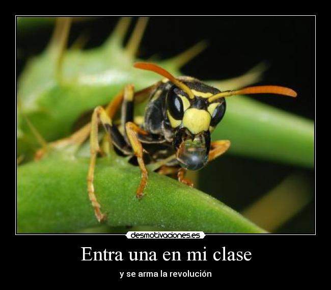 carteles entra una clase desmotivaciones