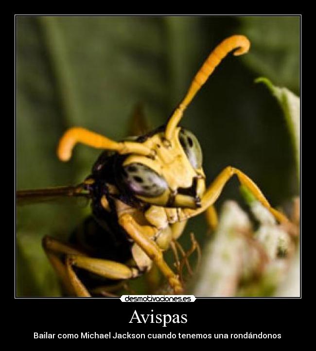Avispas -