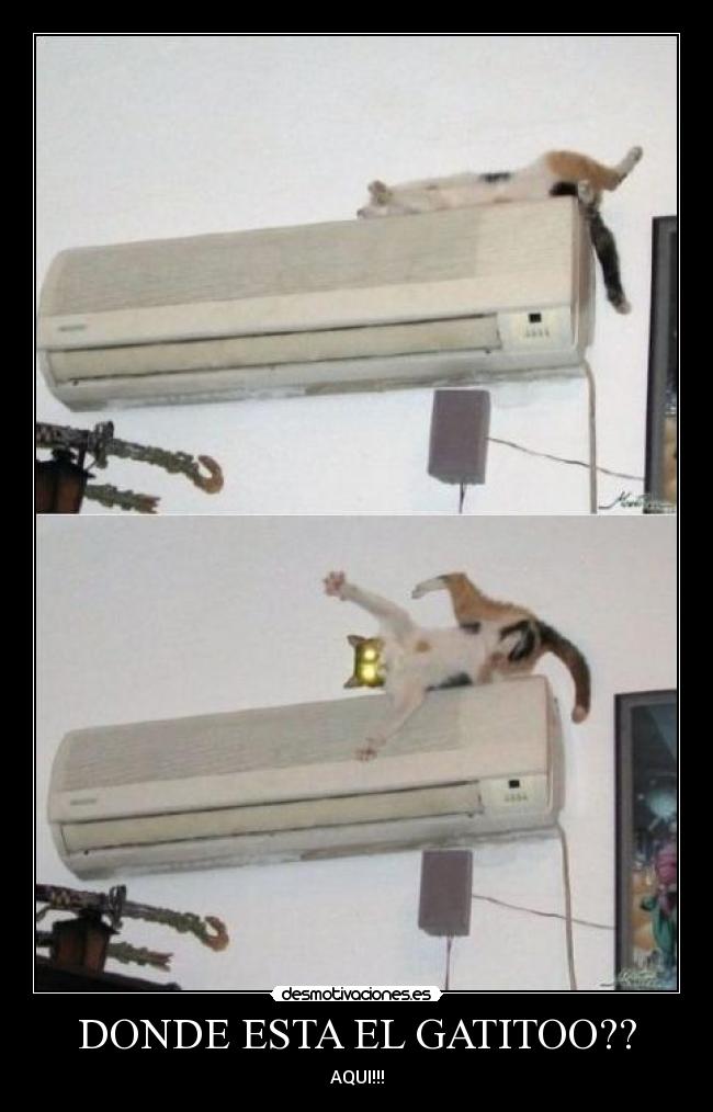 DONDE ESTA EL GATITOO?? - 