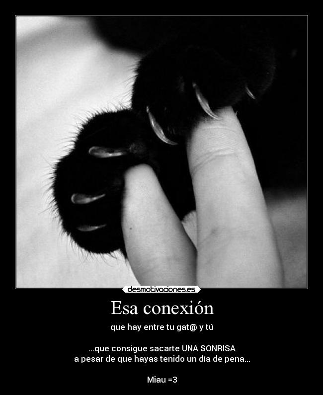 Esa conexión - que hay entre tu gat@ y tú

...que consigue sacarte UNA SONRISA
a pesar de que hayas tenido un día de pena...

Miau =3