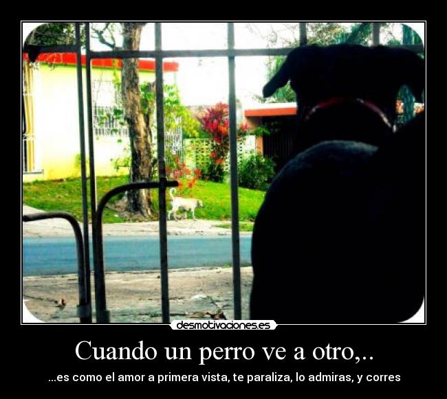 Cuando un perro ve a otro,.. - ...es como el amor a primera vista, te paraliza, lo admiras, y corres