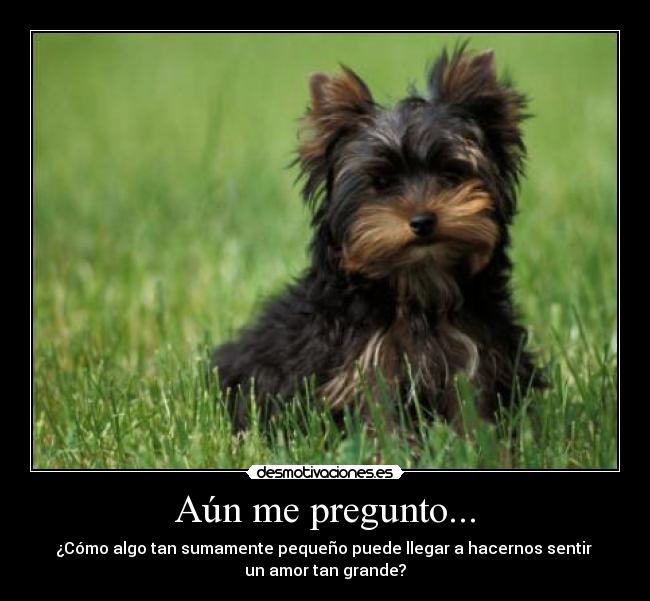 Aún me pregunto... -