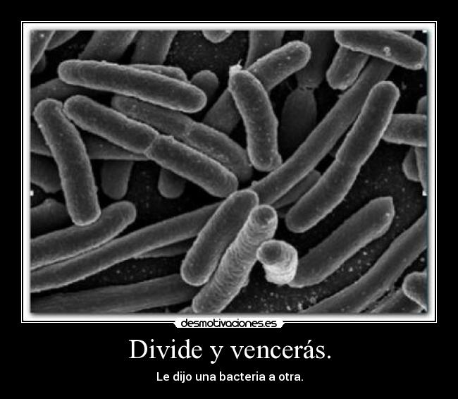 Divide y vencerás. - Le dijo una bacteria a otra.