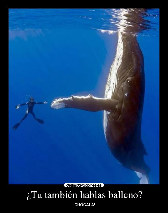 ¿Tu también hablas balleno? - 