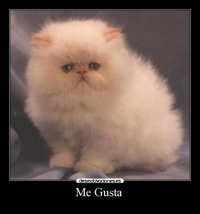 Me Gusta -
