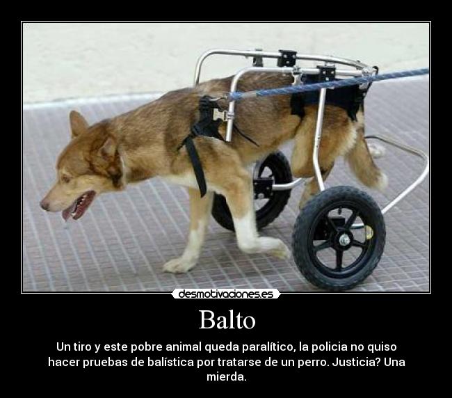 Balto - 