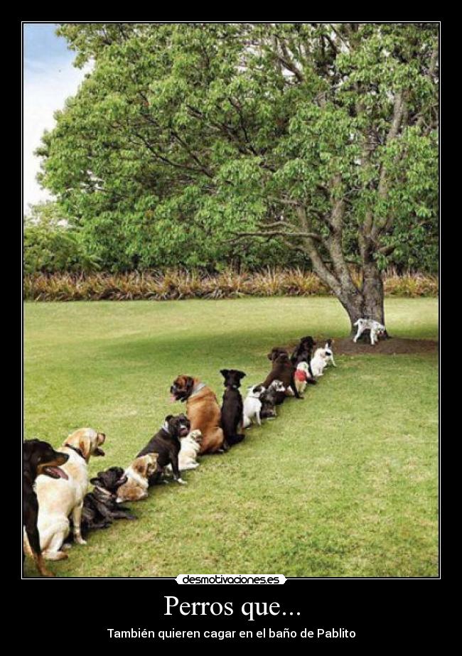 carteles perros desmotivaciones