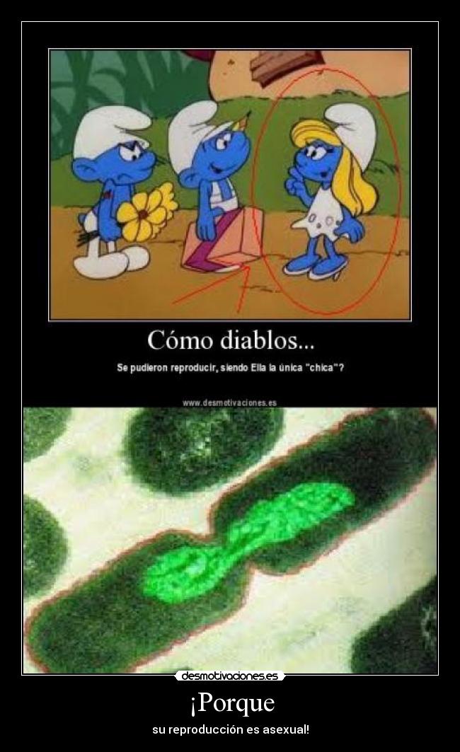 ¡Porque - su reproducción es asexual!