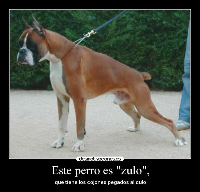 Este perro es zulo, - que tiene los cojones pegados al culo