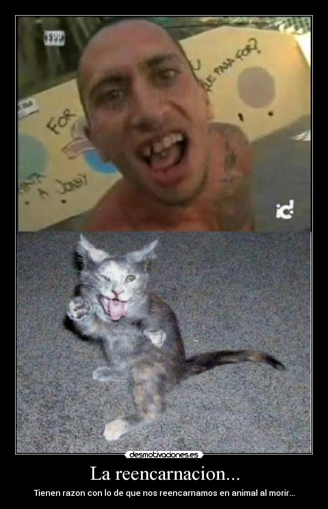 La reencarnacion... - Tienen razon con lo de que nos reencarnamos en animal al morir...