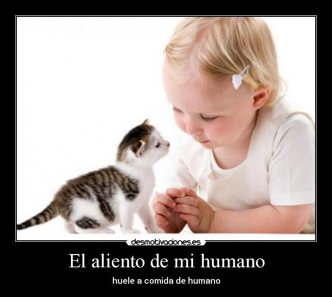 El aliento de mi humano - huele a comida de humano