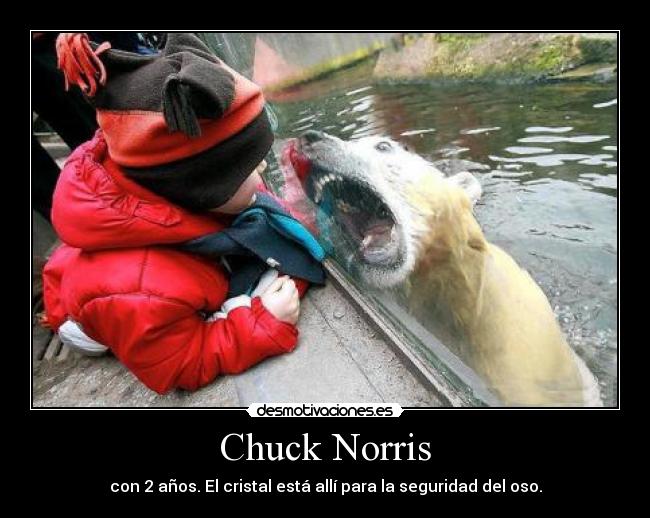 Chuck Norris - con 2 años. El cristal está allí para la seguridad del oso.