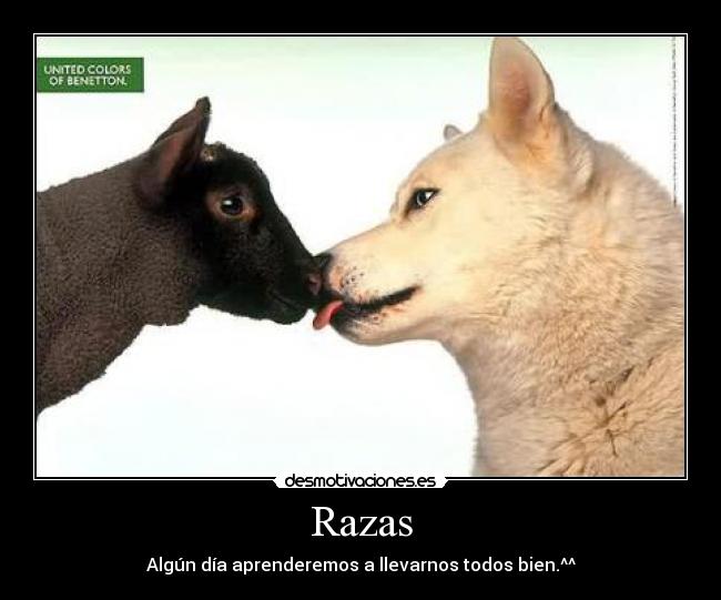 Razas - 