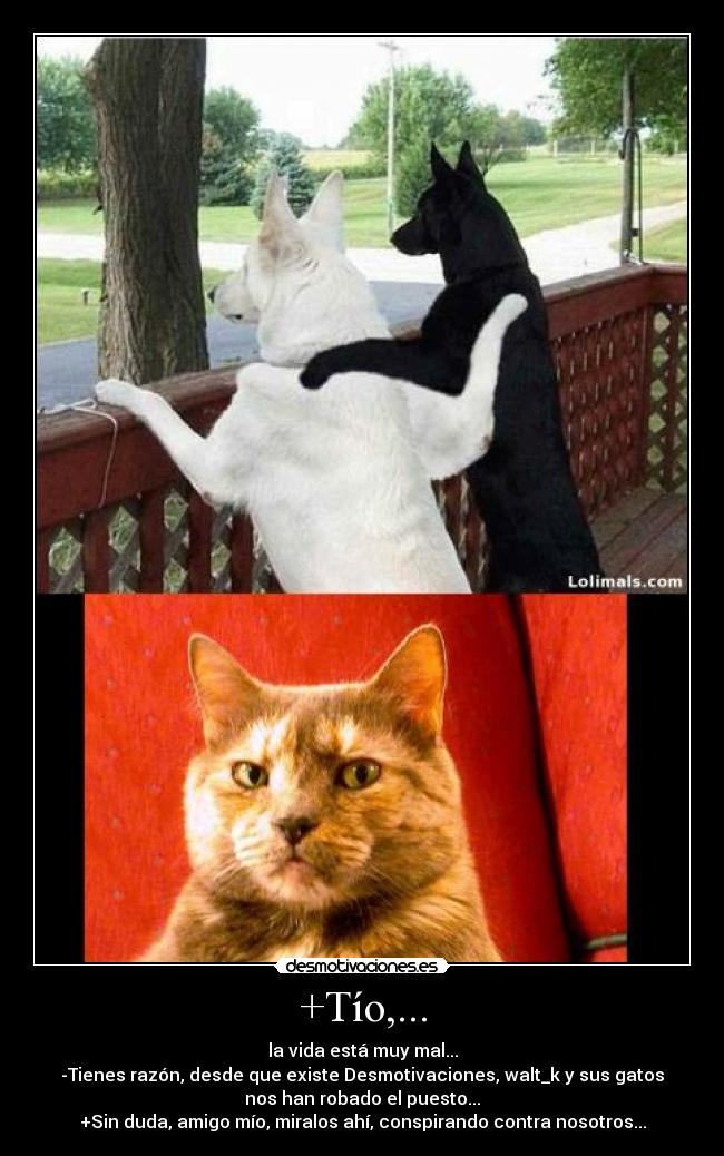 +Tío,... - la vida está muy mal...
-Tienes razón, desde que existe Desmotivaciones, walt_k y sus gatos
nos han robado el puesto...
+Sin duda, amigo mío, miralos ahí, conspirando contra nosotros...