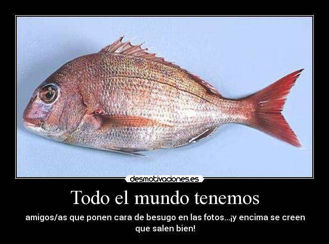 Todo el mundo tenemos - amigos/as que ponen cara de besugo en las fotos...¡y encima se creen que salen bien!